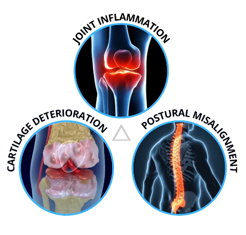 Exercise for cartilage recovery and joint pain